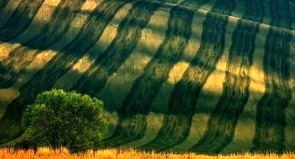 perierga.gr - Ένα καταπράσινο... τσουνάμι στη φύση!
